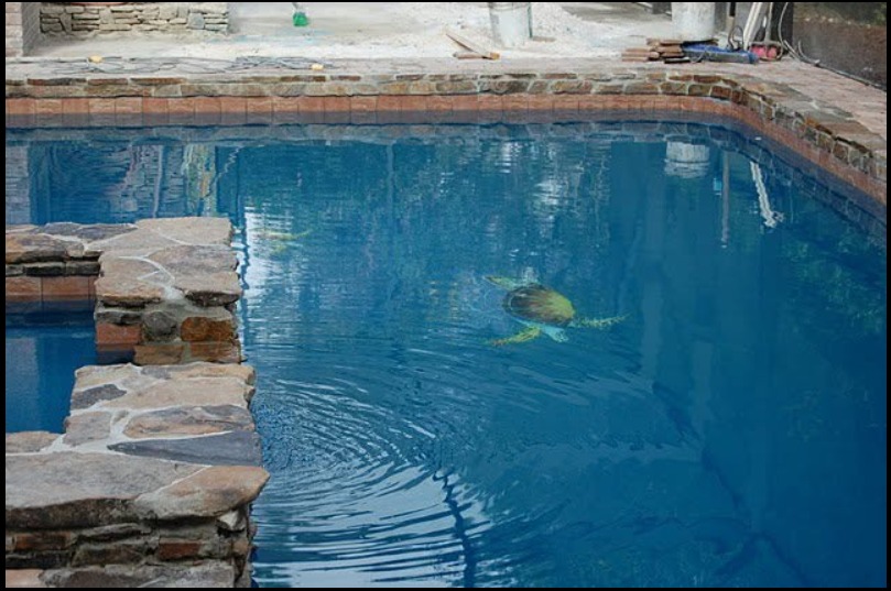Existing pool before renovation